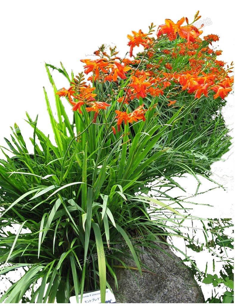 图片[28]-PS花镜花境灌木花丛组团设计组合花卉植物配置效果图psd免扣素材-大怪兽分享