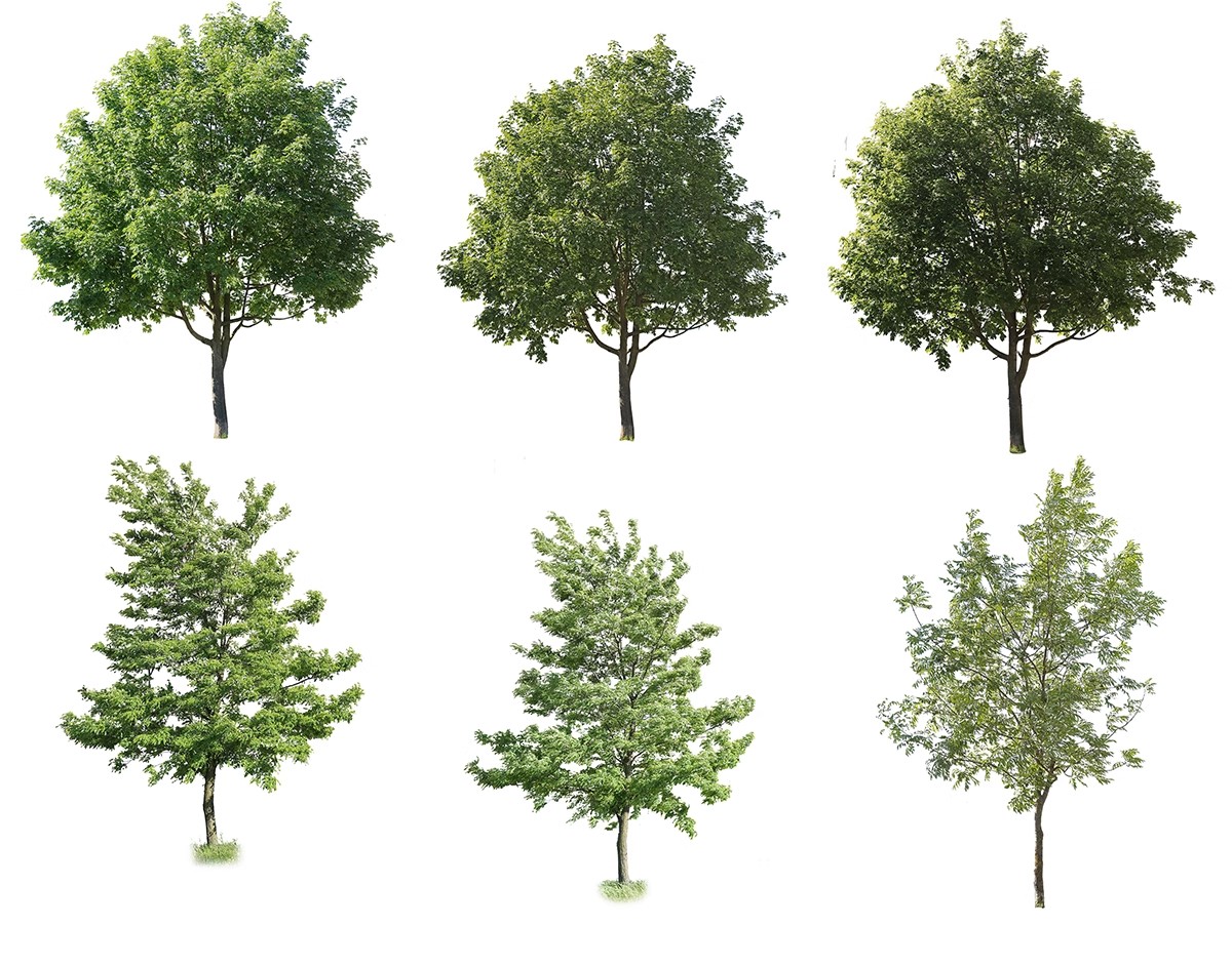 图片[26]-古风植物彩平园林景观复古小清新平面立面树木psd分层免抠PS素材-大怪兽分享