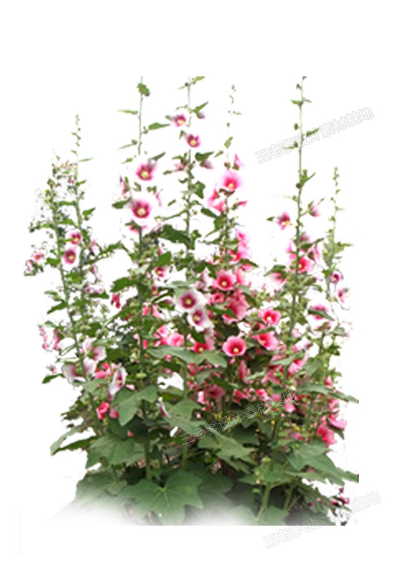 图片[29]-PS花镜花境灌木花丛组团设计组合花卉植物配置效果图psd免扣素材-大怪兽分享