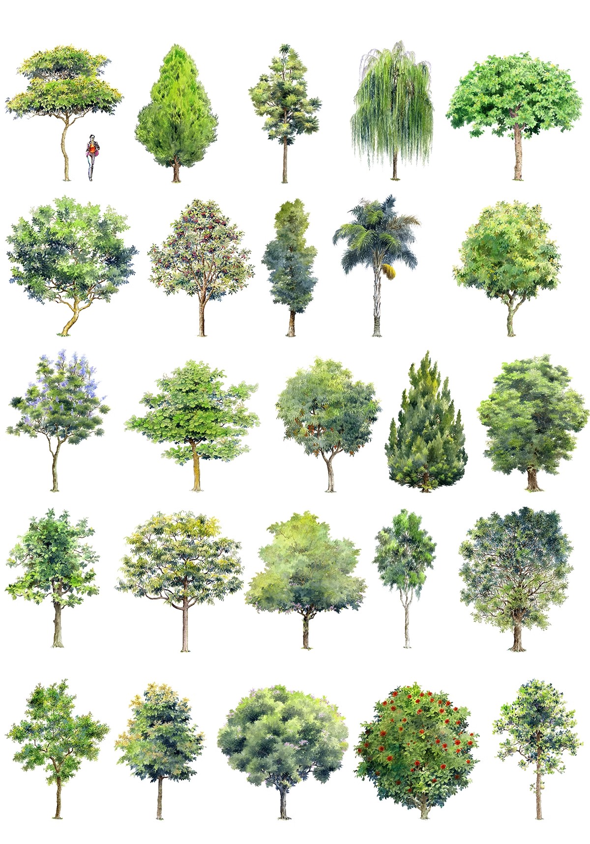 图片[27]-古风植物彩平园林景观复古小清新平面立面树木psd分层免抠PS素材-大怪兽分享