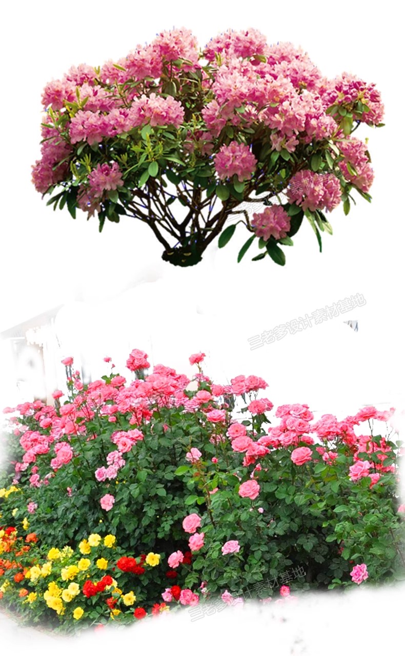 图片[30]-PS花镜花境灌木花丛组团设计组合花卉植物配置效果图psd免扣素材-大怪兽分享