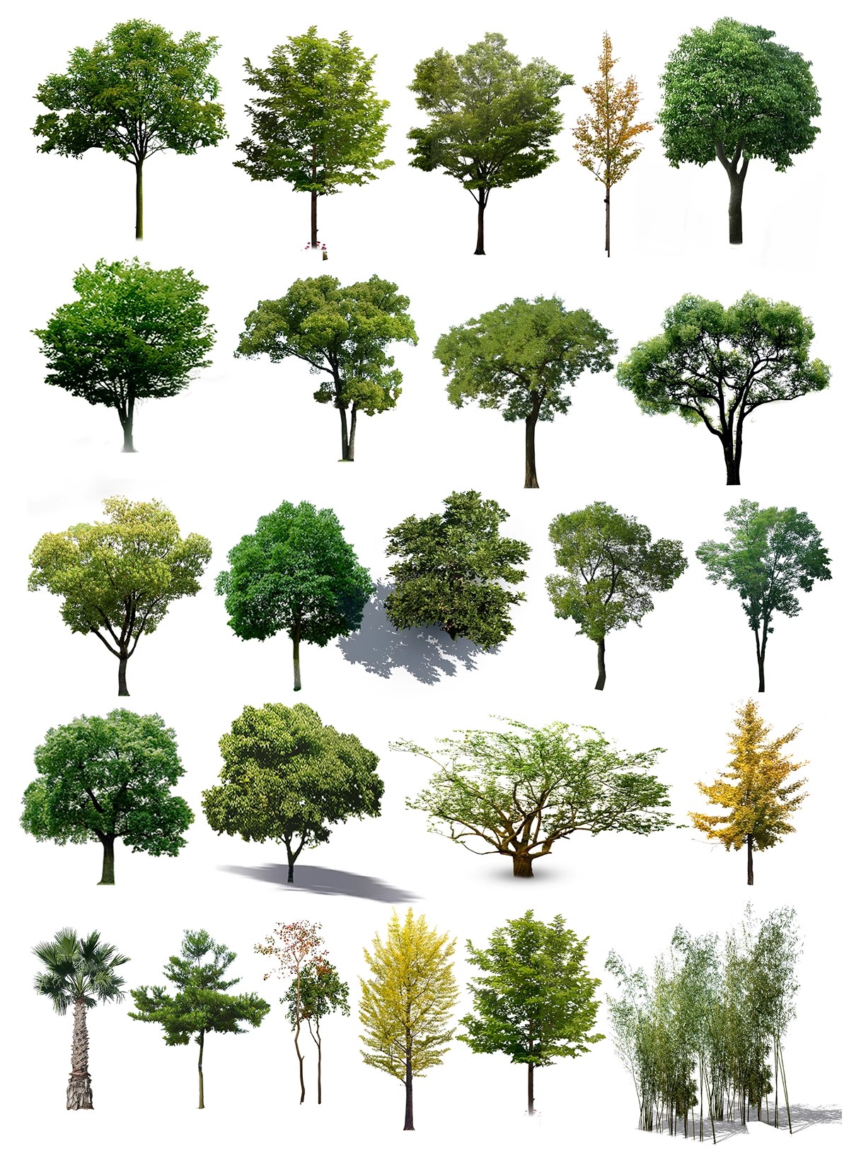 图片[28]-古风植物彩平园林景观复古小清新平面立面树木psd分层免抠PS素材-大怪兽分享