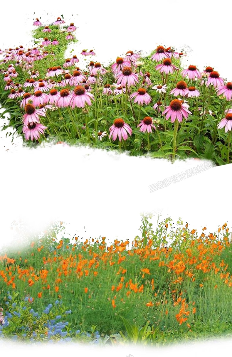 图片[31]-PS花镜花境灌木花丛组团设计组合花卉植物配置效果图psd免扣素材-大怪兽分享