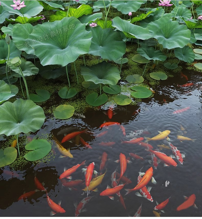 图片[32]-庭院花园鱼池su模型锦鲤园林私家水景假山鱼缸水族箱金鱼草图大师-大怪兽分享