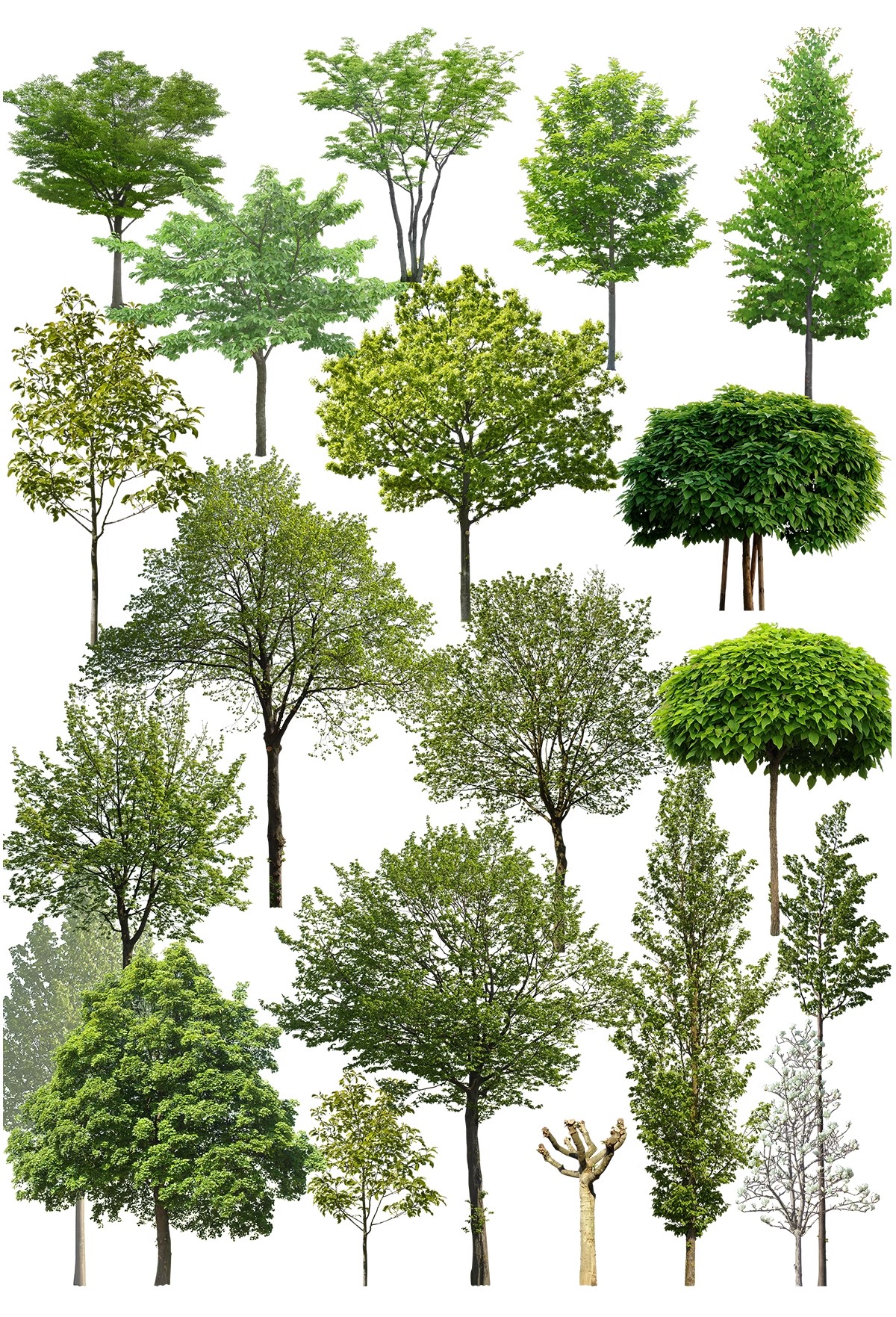 图片[29]-古风植物彩平园林景观复古小清新平面立面树木psd分层免抠PS素材-大怪兽分享