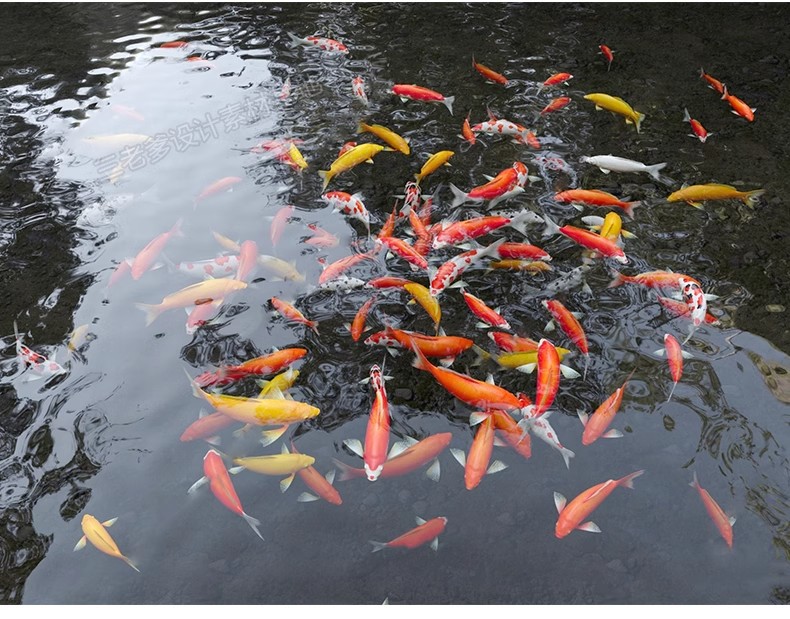 图片[33]-庭院花园鱼池su模型锦鲤园林私家水景假山鱼缸水族箱金鱼草图大师-大怪兽分享