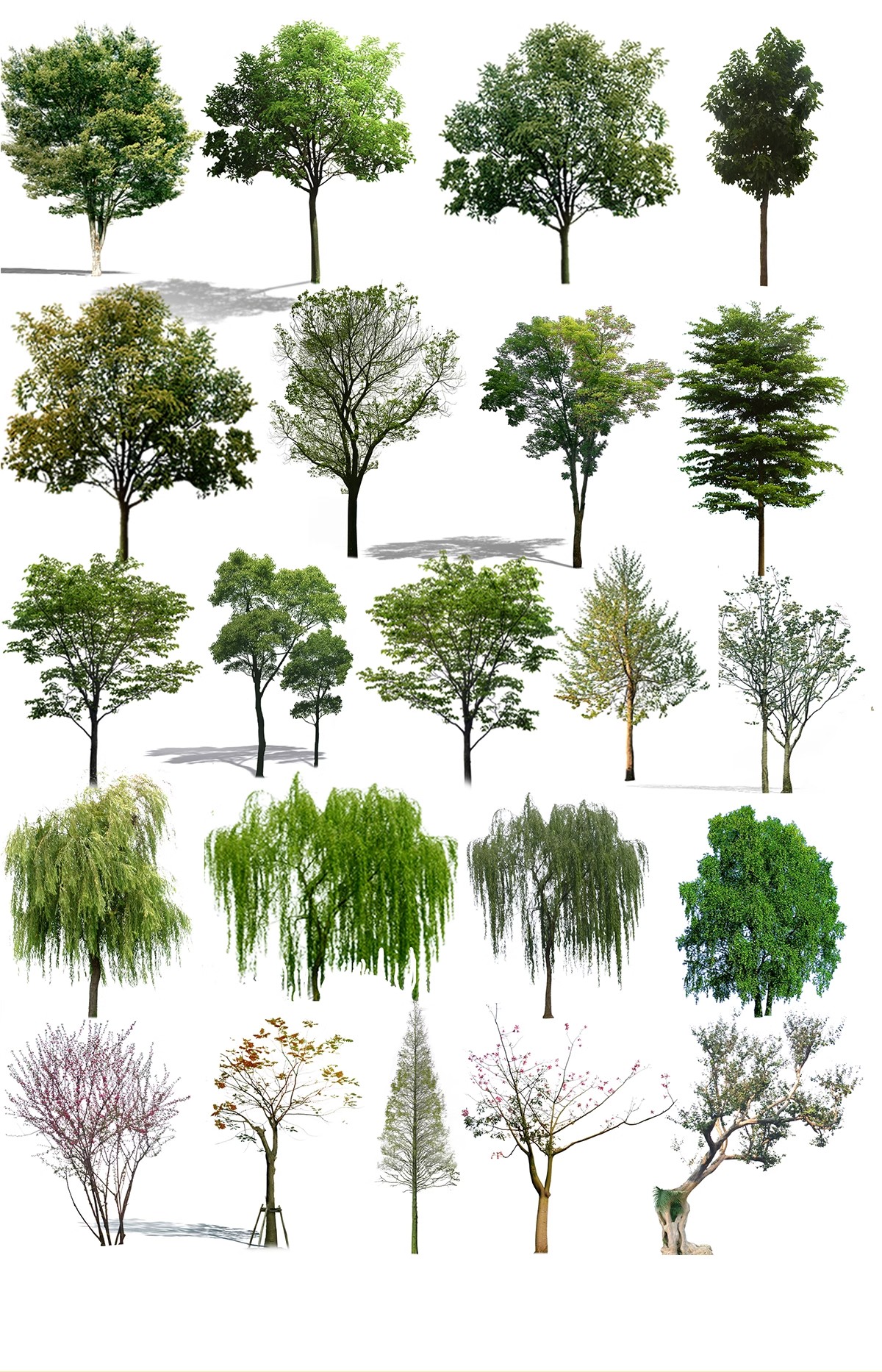图片[30]-古风植物彩平园林景观复古小清新平面立面树木psd分层免抠PS素材-大怪兽分享