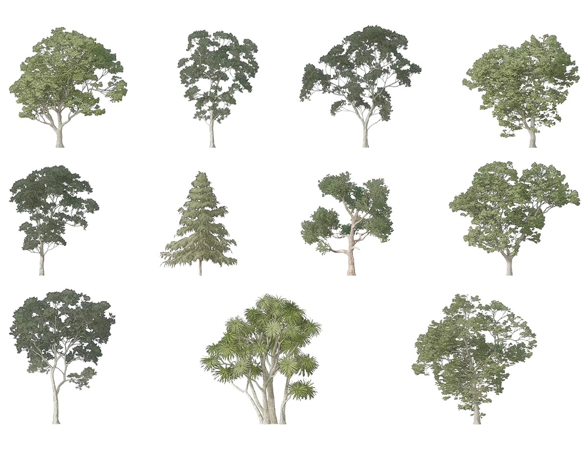 图片[33]-古风植物彩平园林景观复古小清新平面立面树木psd分层免抠PS素材-大怪兽分享