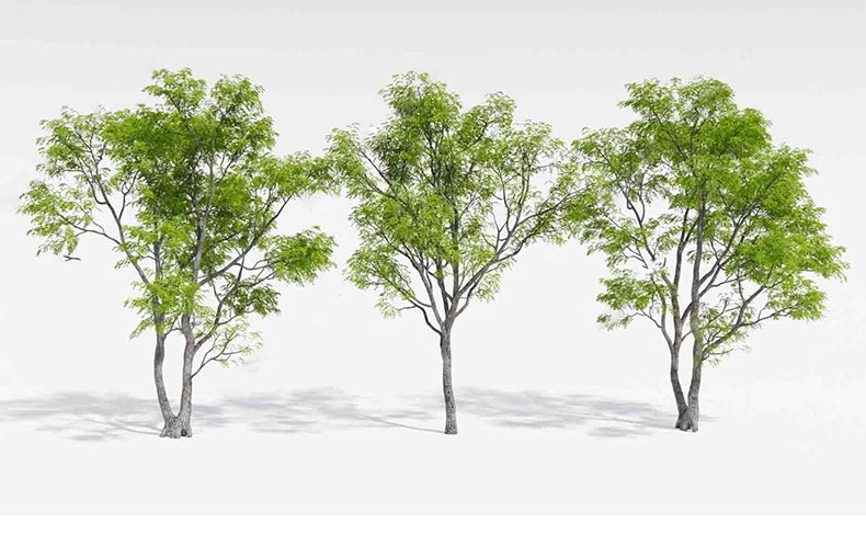 图片[30]-园林景观庭院植物三维真实花草树木乔木花卉灌木草图大师SU模型库-大怪兽分享