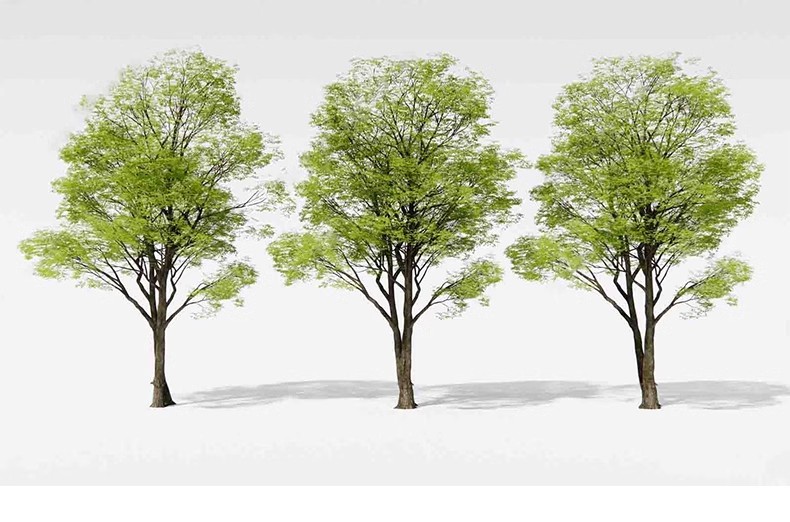 图片[31]-园林景观庭院植物三维真实花草树木乔木花卉灌木草图大师SU模型库-大怪兽分享