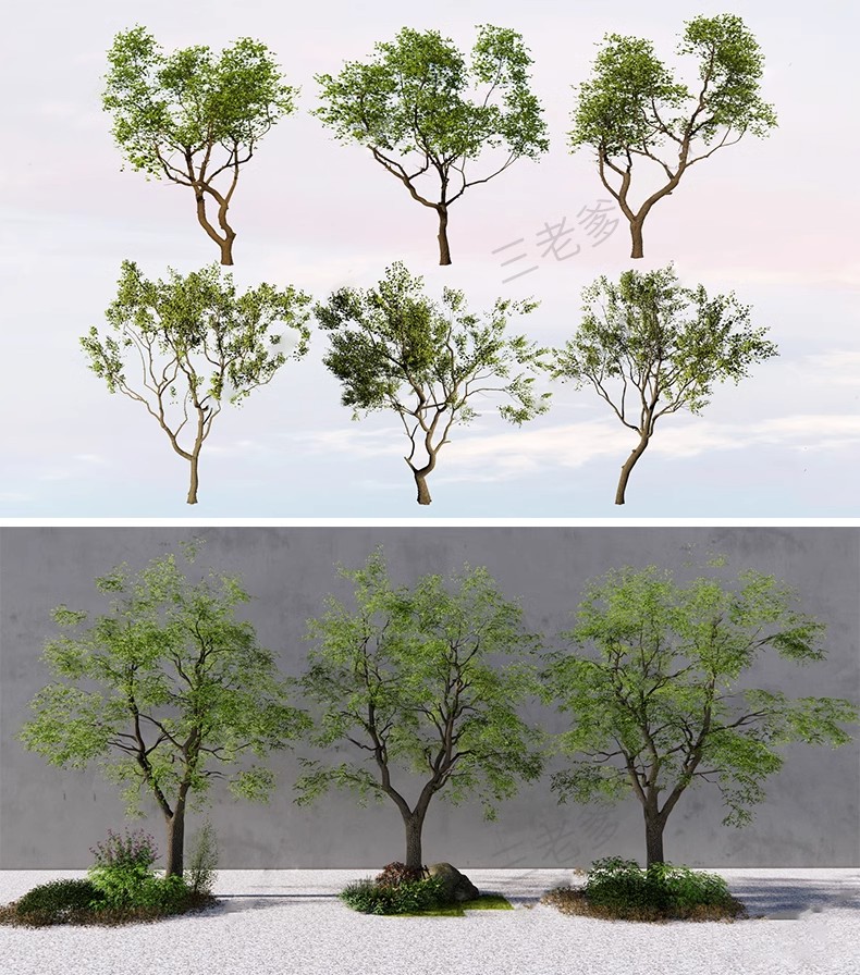 图片[48]-SU草图大师模型园林建筑室外景观树木乔木三维植物sketchup素材库-大怪兽分享