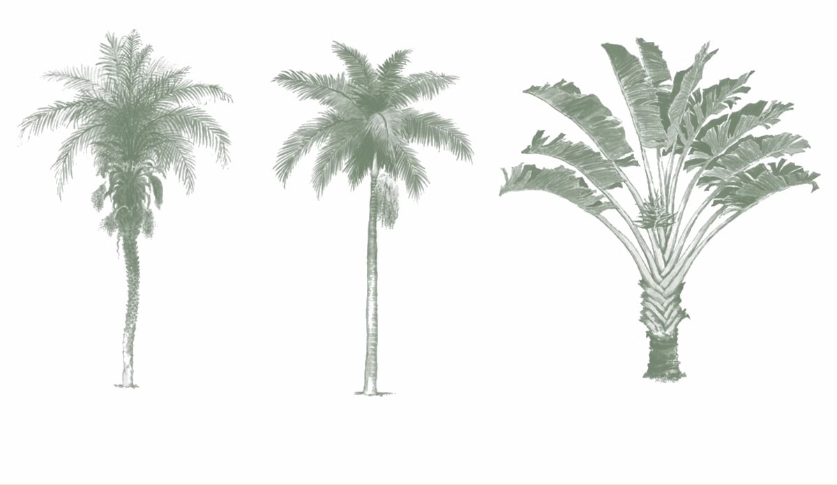 图片[44]-小清新竞赛风景观植物立面树PS笔刷灌木乔木花树松柏芭蕉柳树树木-大怪兽分享