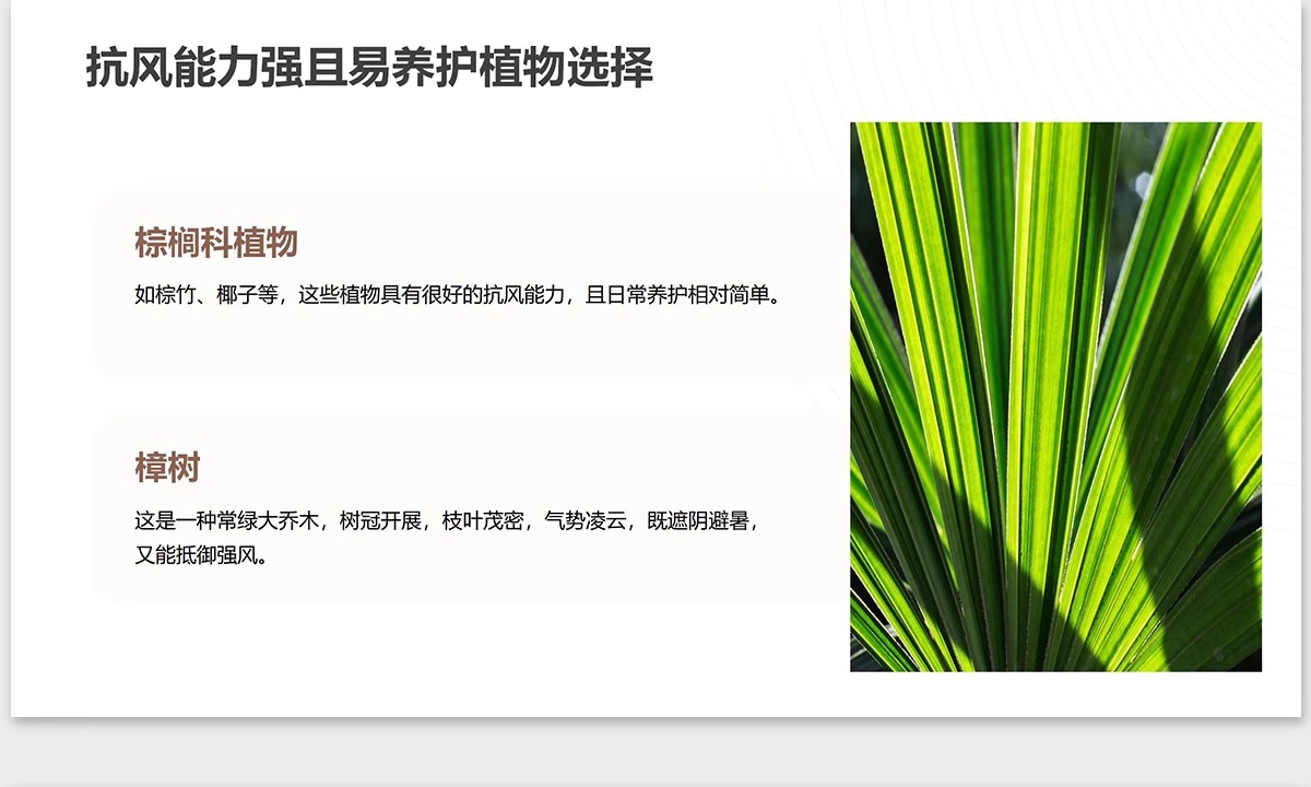 图片[13]-植物花镜搭配美学PPT设计方案文本植被分析景观植物标准化与应用-大怪兽分享