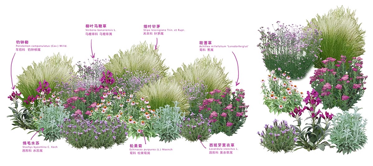 图片[24]-景观园林ps公园花园庭院绿化花境植物组团花镜组合设计psd素材-大怪兽分享