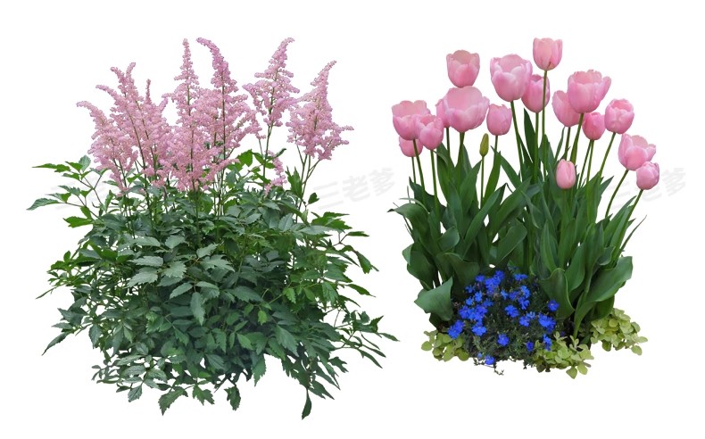 图片[35]-景观园林ps公园花园庭院绿化花境植物组团花镜组合设计psd素材-大怪兽分享