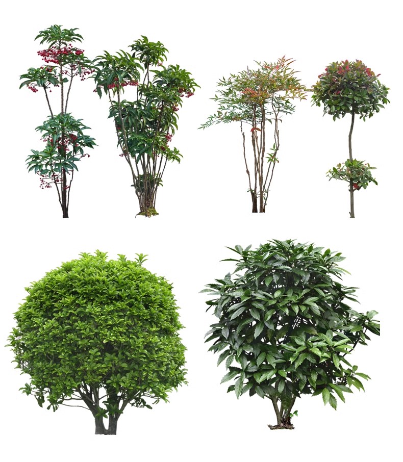 图片[39]-景观园林ps公园花园庭院绿化花境植物组团花镜组合设计psd素材-大怪兽分享