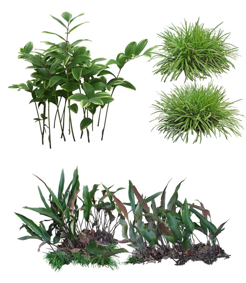 图片[41]-景观园林ps公园花园庭院绿化花境植物组团花镜组合设计psd素材-大怪兽分享