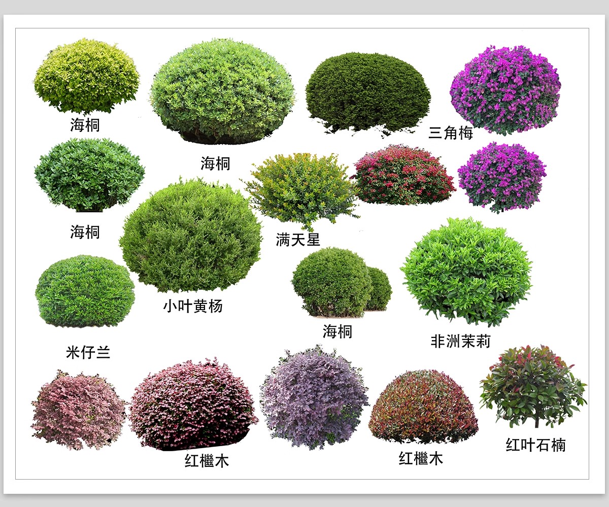 园林景观灌木球ps素材psd免抠效果图球形植物红檵木黄杨女贞石楠-大怪兽分享