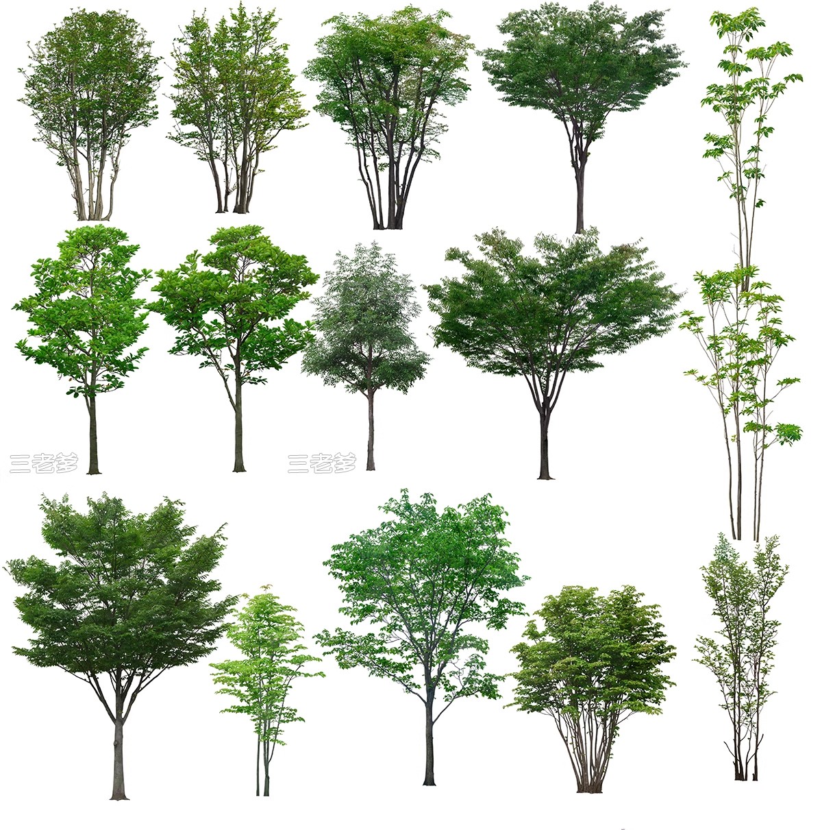 高清植物PS贴图真实乔木竞赛秋季植物PNG免扣园林景观植物素材-大怪兽分享