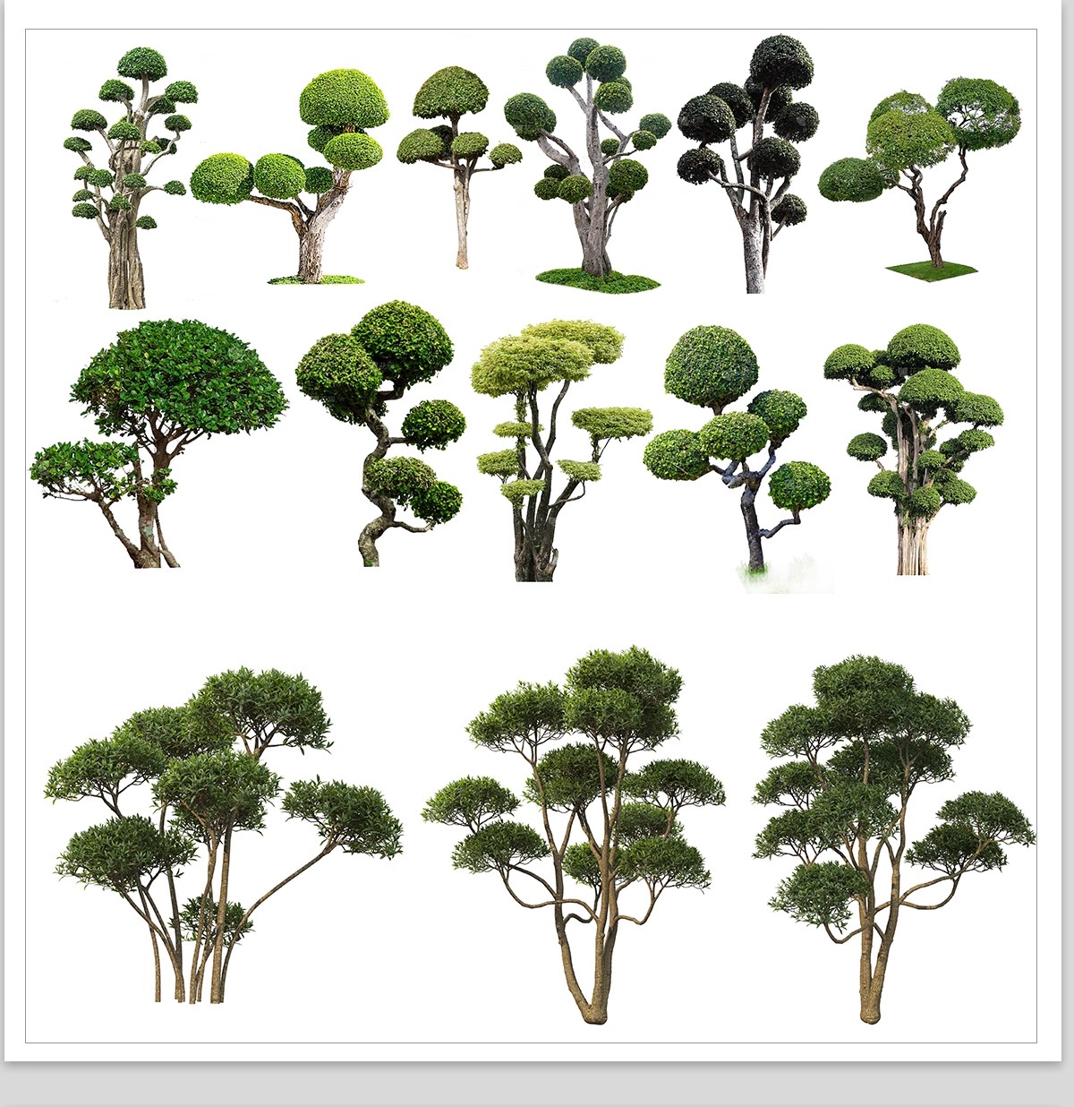 PS景观造型植物灌木球造型树迎客罗汉松桩景效果图png棒棒糖素材-大怪兽分享