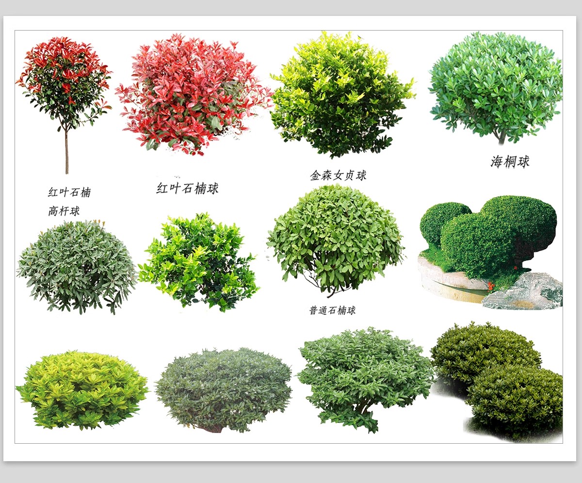 园林景观灌木球ps素材psd免抠效果图球形植物红檵木黄杨女贞石楠-大怪兽分享