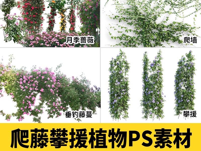 藤蔓爬藤植物爬墙攀援垂钓围墙月季花PS素材蔷薇廊架藤本免抠PSD-大怪兽分享
