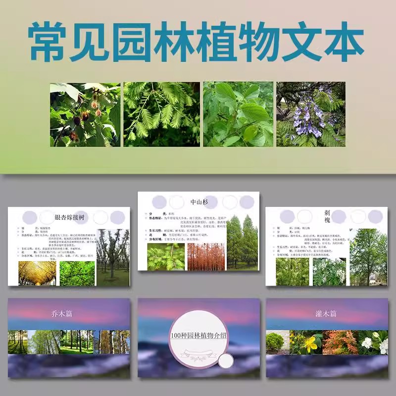 常用园林植物认识介绍乔木灌木地被花卉景观分类应用图片PPT模板-大怪兽分享