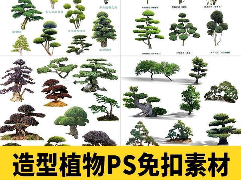PS景观造型植物灌木球造型树迎客罗汉松桩景效果图png棒棒糖素材-大怪兽分享