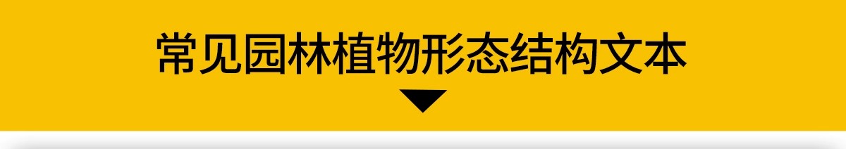 图片[3]-常用园林植物认识介绍乔木灌木地被花卉景观分类应用图片PPT模板-大怪兽分享