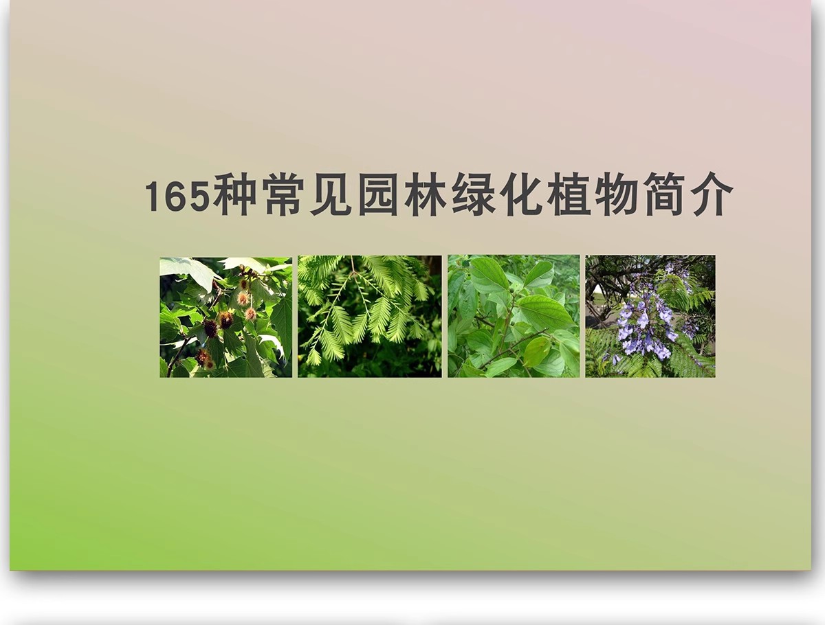 图片[4]-常用园林植物认识介绍乔木灌木地被花卉景观分类应用图片PPT模板-大怪兽分享