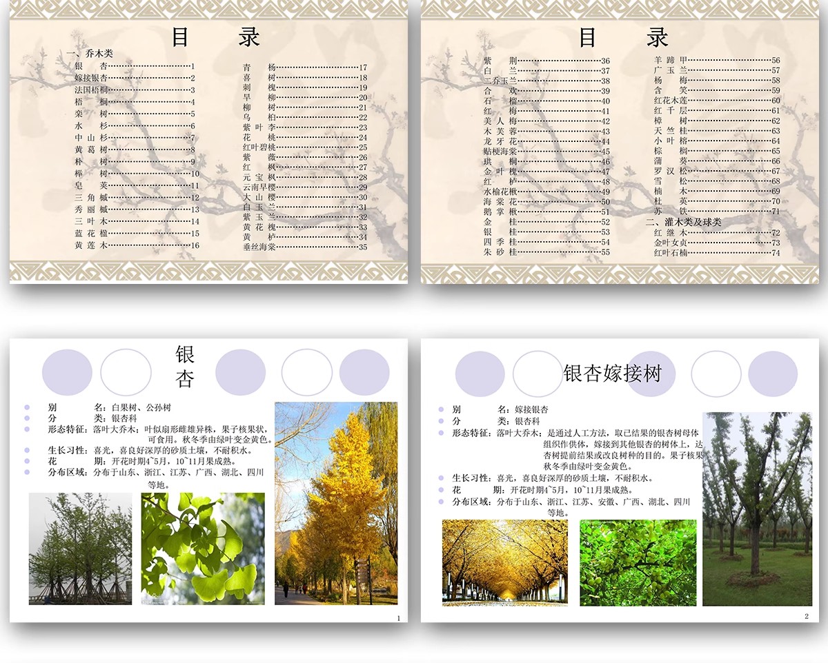 图片[5]-常用园林植物认识介绍乔木灌木地被花卉景观分类应用图片PPT模板-大怪兽分享