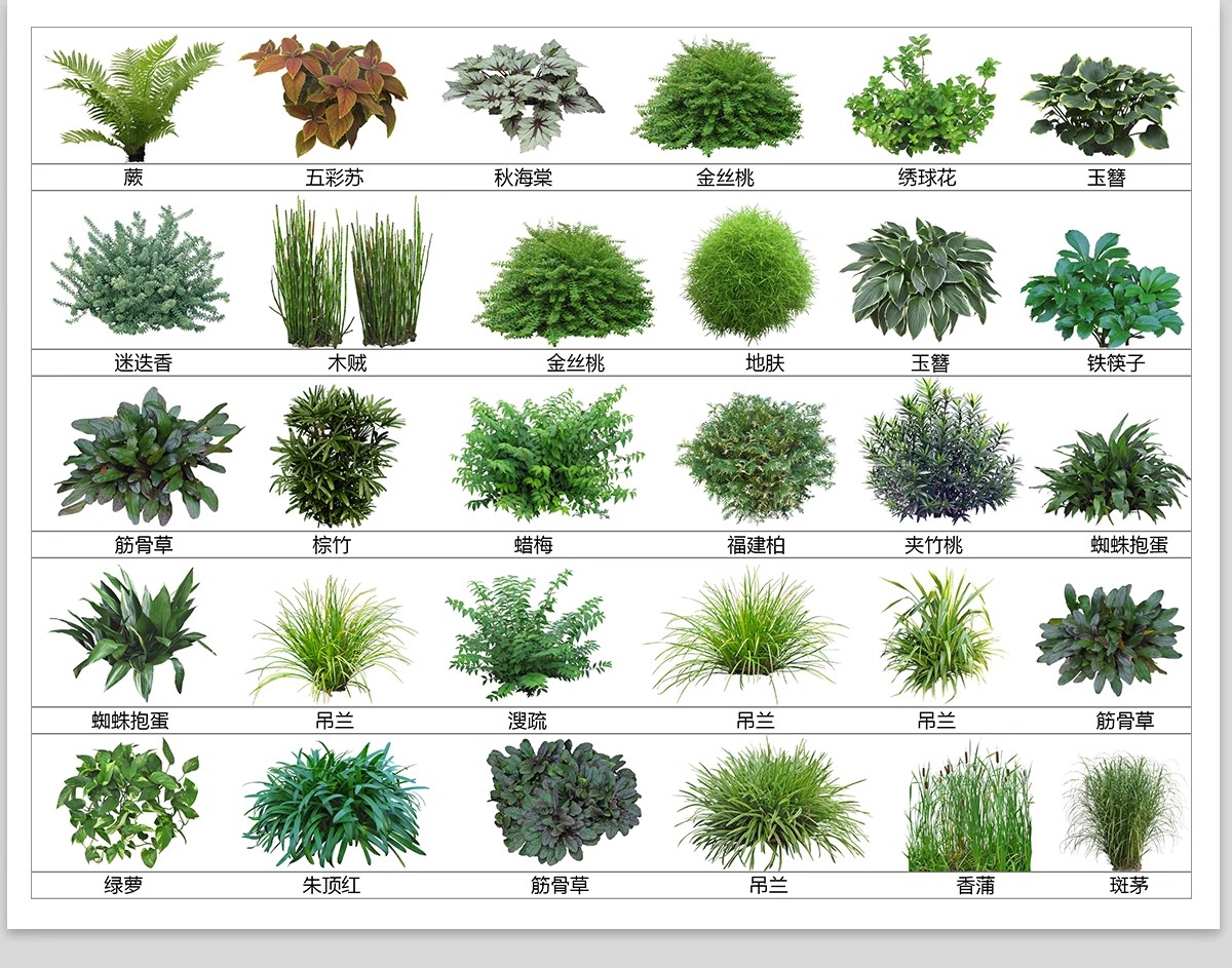 图片[4]-庭院植物灌木地被psd素材 花园玉簪矾根百子莲南天竹蕨苔草ps免扣-大怪兽分享