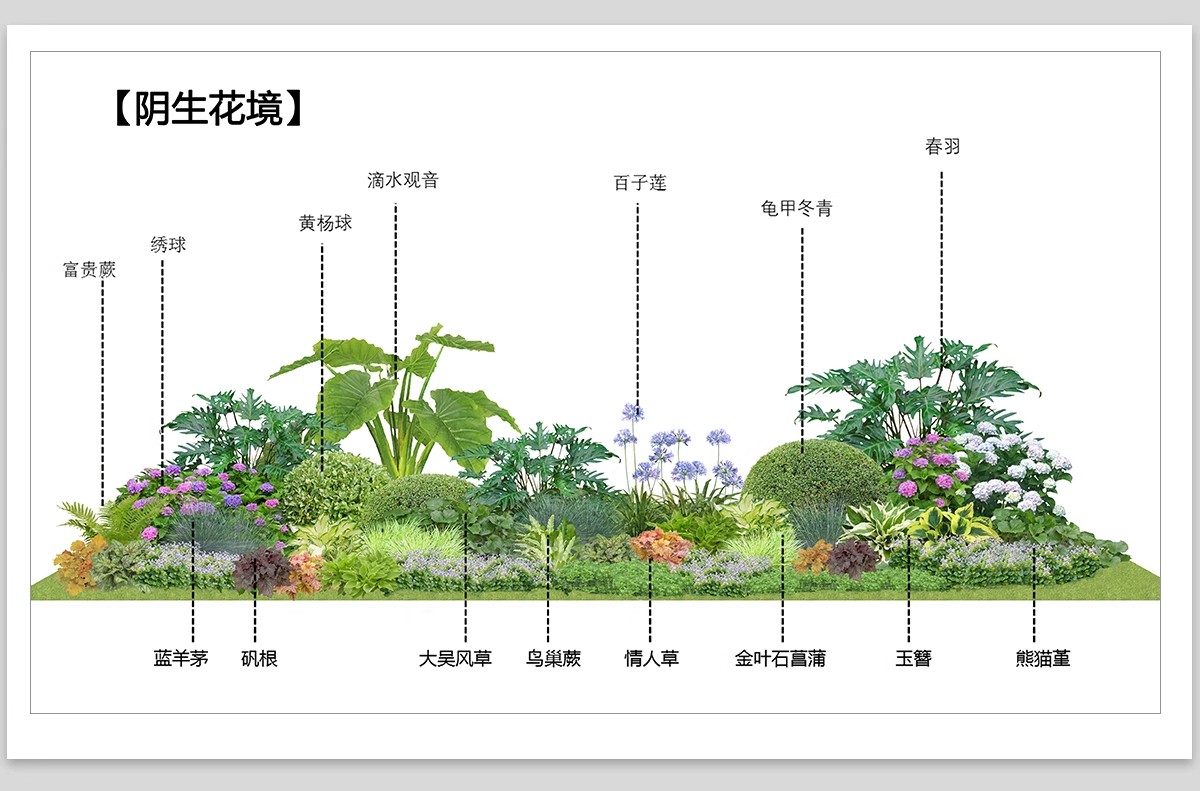 图片[5]-耐阴植物psd免扣园林景观蕨类苔藓矾根苔藓花镜地被ps素材效果图-大怪兽分享