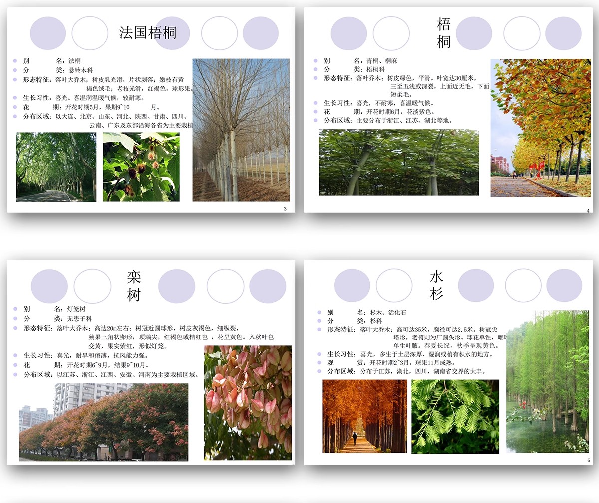 图片[6]-常用园林植物认识介绍乔木灌木地被花卉景观分类应用图片PPT模板-大怪兽分享