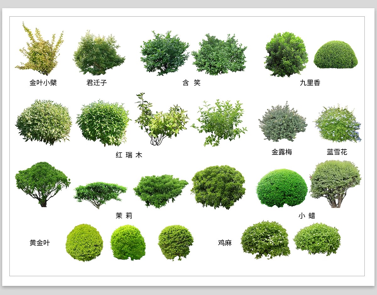 图片[5]-园林景观灌木球ps素材psd免抠效果图球形植物红檵木黄杨女贞石楠-大怪兽分享