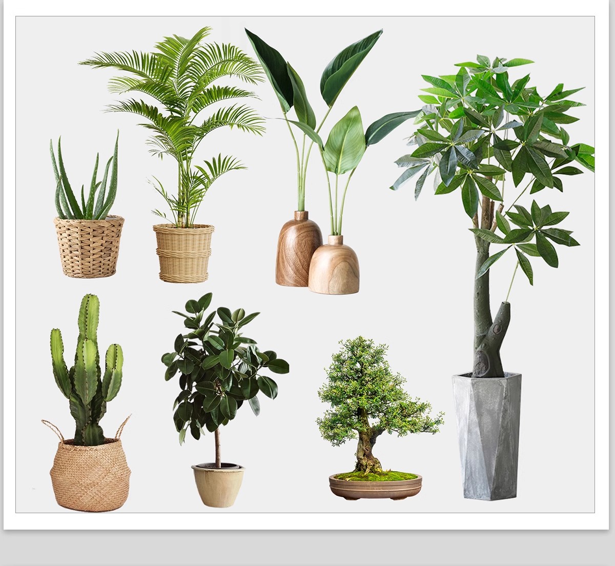 图片[5]-室内盆栽绿植花盆植物组合ps素材 现代简约客厅摆件免抠psd免抠图-大怪兽分享