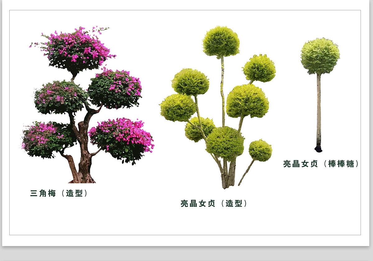 图片[5]-PS景观造型植物灌木球造型树迎客罗汉松桩景效果图png棒棒糖素材-大怪兽分享