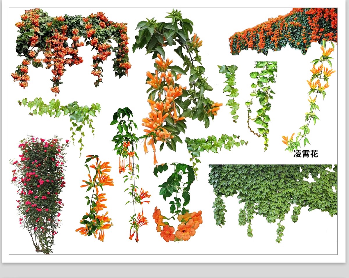 图片[6]-藤蔓爬藤植物爬墙攀援垂钓围墙月季花PS素材蔷薇廊架藤本免抠PSD-大怪兽分享