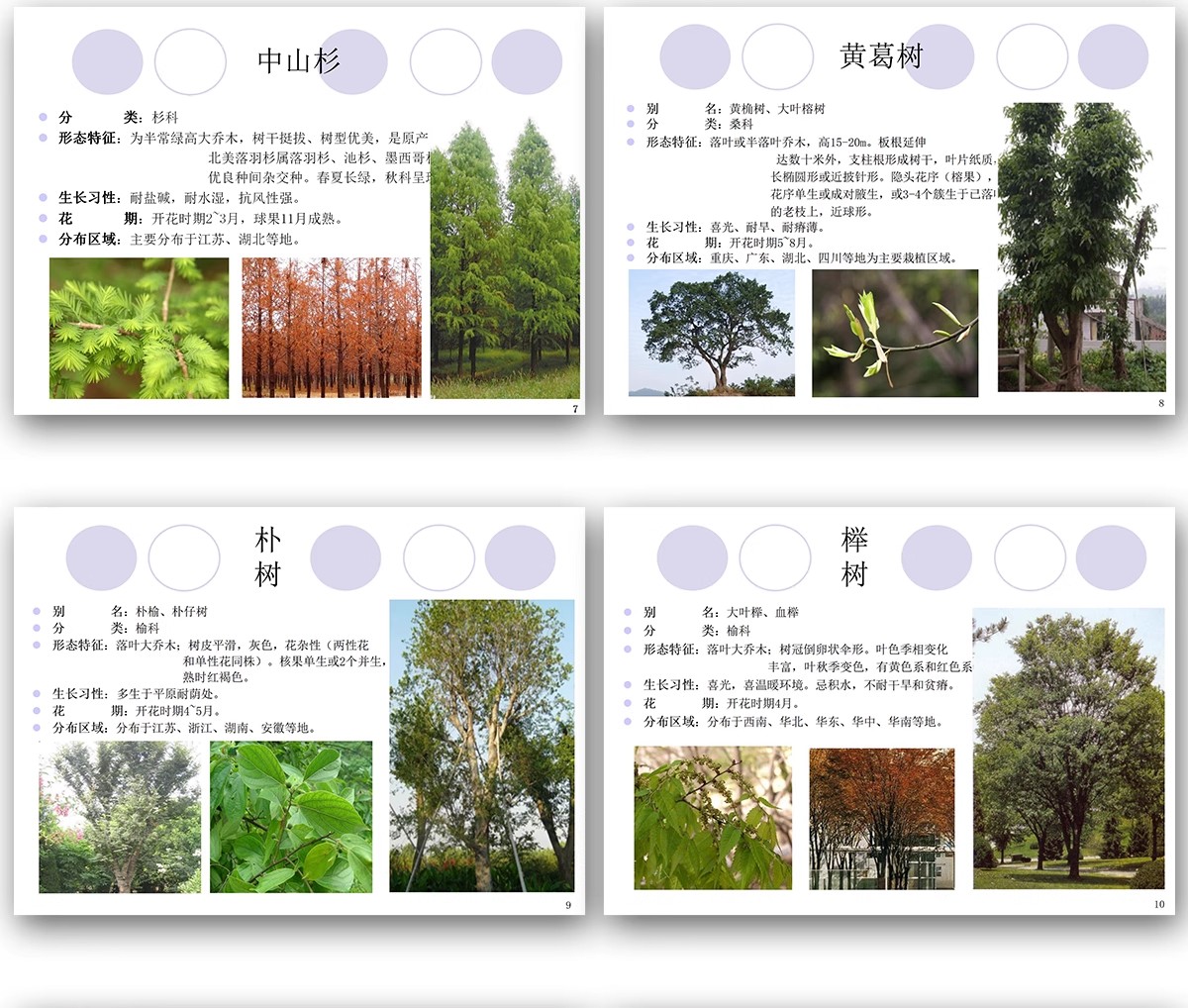 图片[7]-常用园林植物认识介绍乔木灌木地被花卉景观分类应用图片PPT模板-大怪兽分享