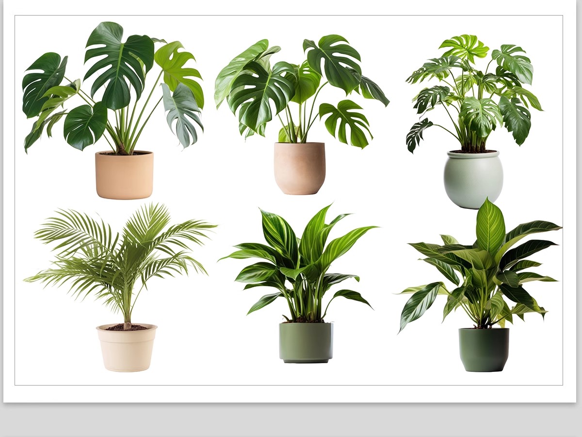 图片[6]-室内盆栽绿植花盆植物组合ps素材 现代简约客厅摆件免抠psd免抠图-大怪兽分享