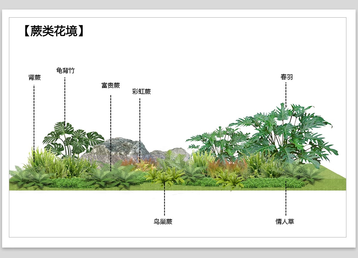 图片[7]-耐阴植物psd免扣园林景观蕨类苔藓矾根苔藓花镜地被ps素材效果图-大怪兽分享