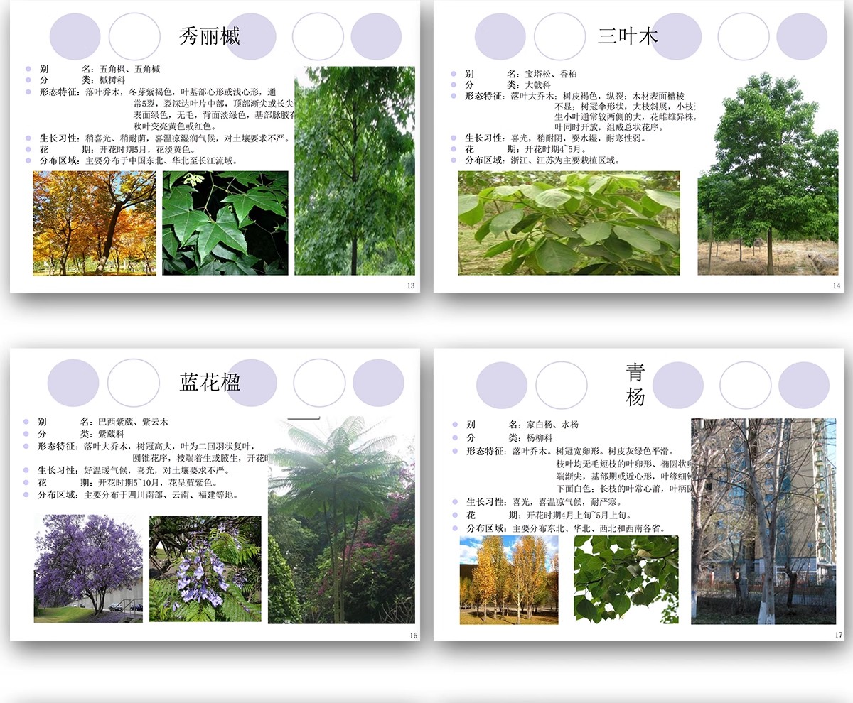 图片[8]-常用园林植物认识介绍乔木灌木地被花卉景观分类应用图片PPT模板-大怪兽分享