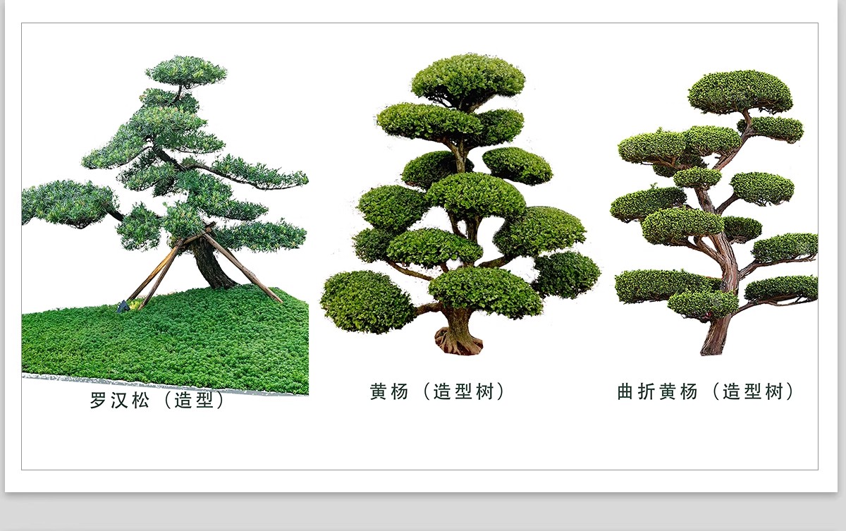 图片[7]-PS景观造型植物灌木球造型树迎客罗汉松桩景效果图png棒棒糖素材-大怪兽分享