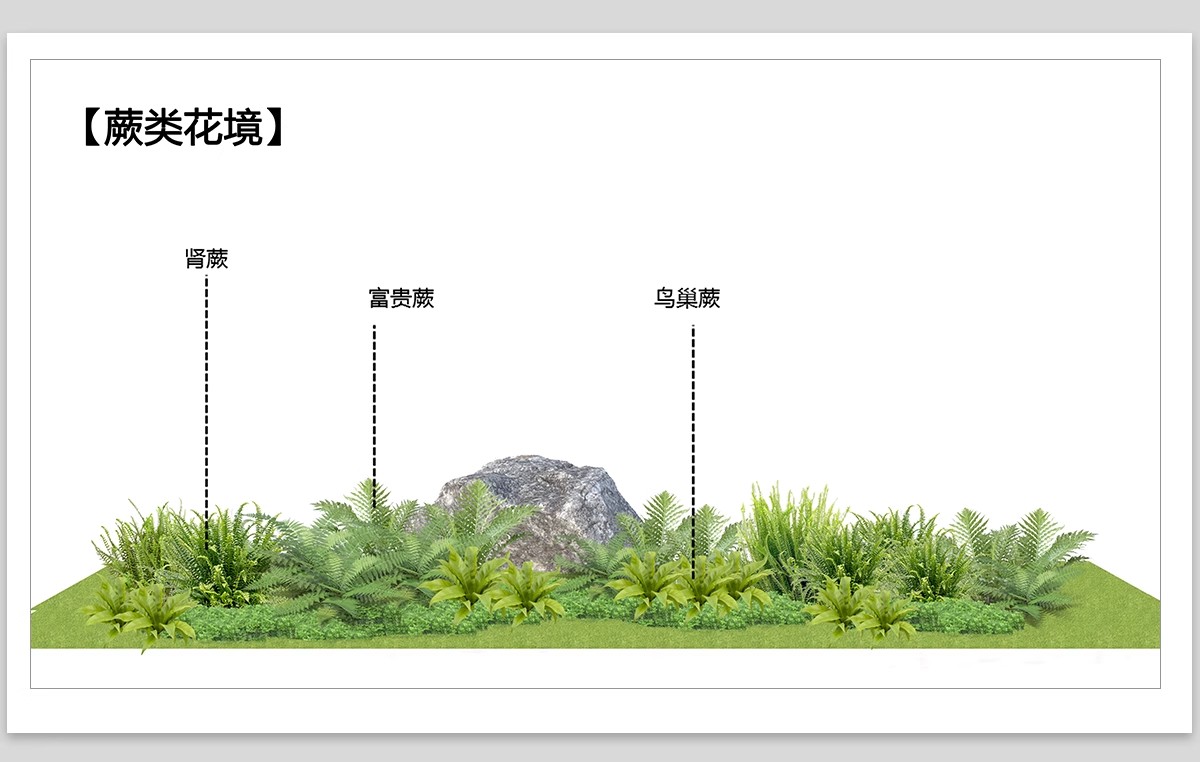 图片[8]-耐阴植物psd免扣园林景观蕨类苔藓矾根苔藓花镜地被ps素材效果图-大怪兽分享