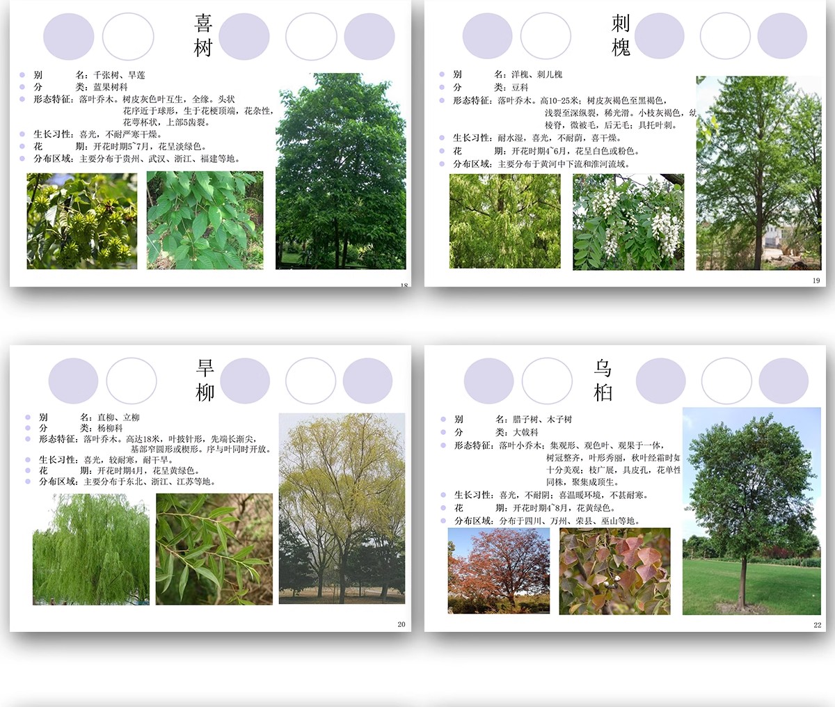 图片[9]-常用园林植物认识介绍乔木灌木地被花卉景观分类应用图片PPT模板-大怪兽分享