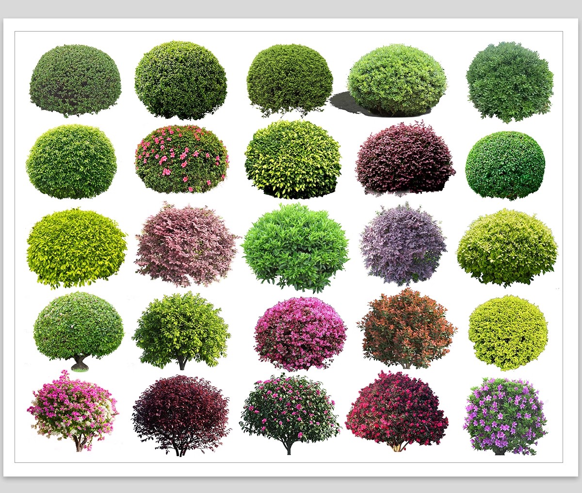 图片[8]-园林景观灌木球ps素材psd免抠效果图球形植物红檵木黄杨女贞石楠-大怪兽分享