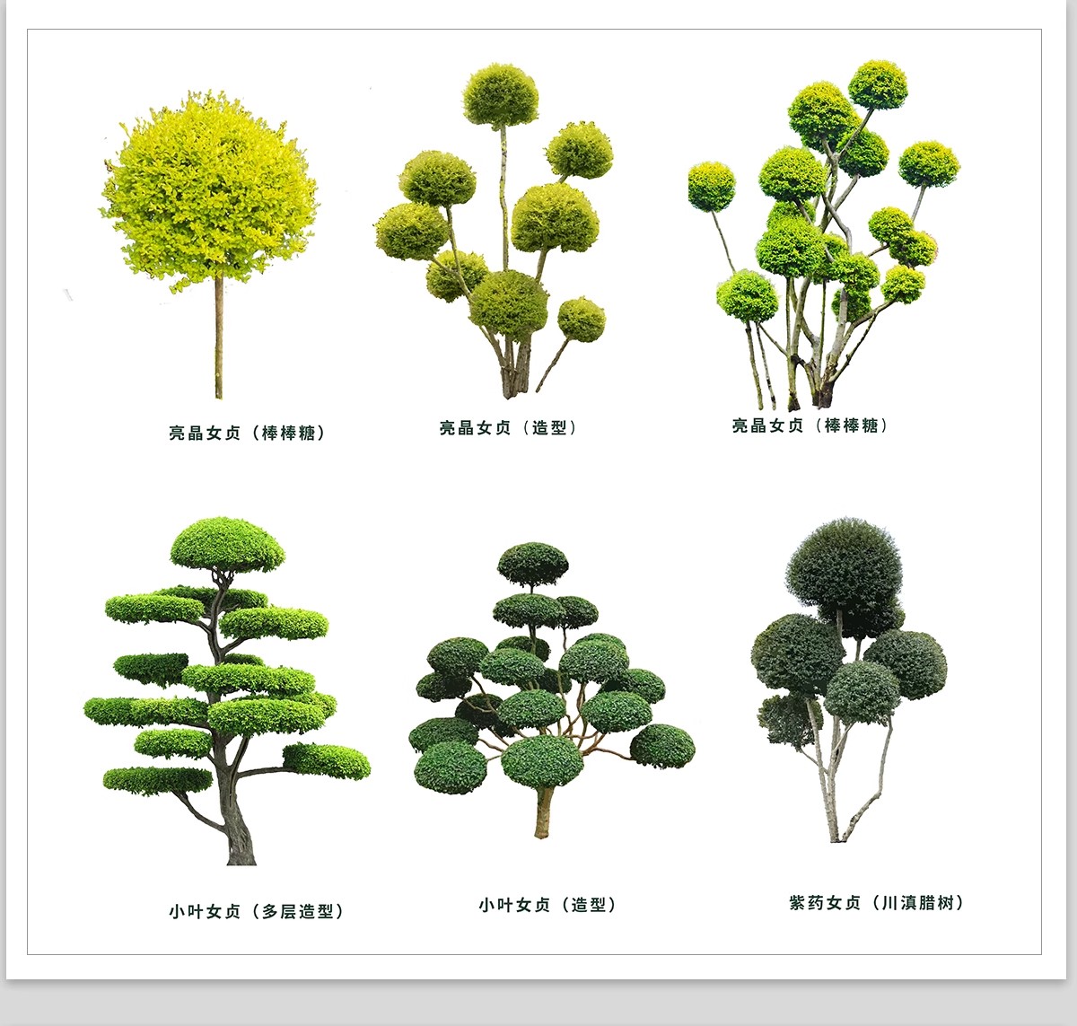图片[8]-PS景观造型植物灌木球造型树迎客罗汉松桩景效果图png棒棒糖素材-大怪兽分享