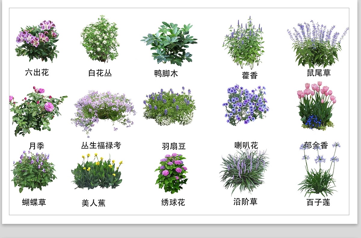 图片[8]-庭院植物灌木地被psd素材 花园玉簪矾根百子莲南天竹蕨苔草ps免扣-大怪兽分享