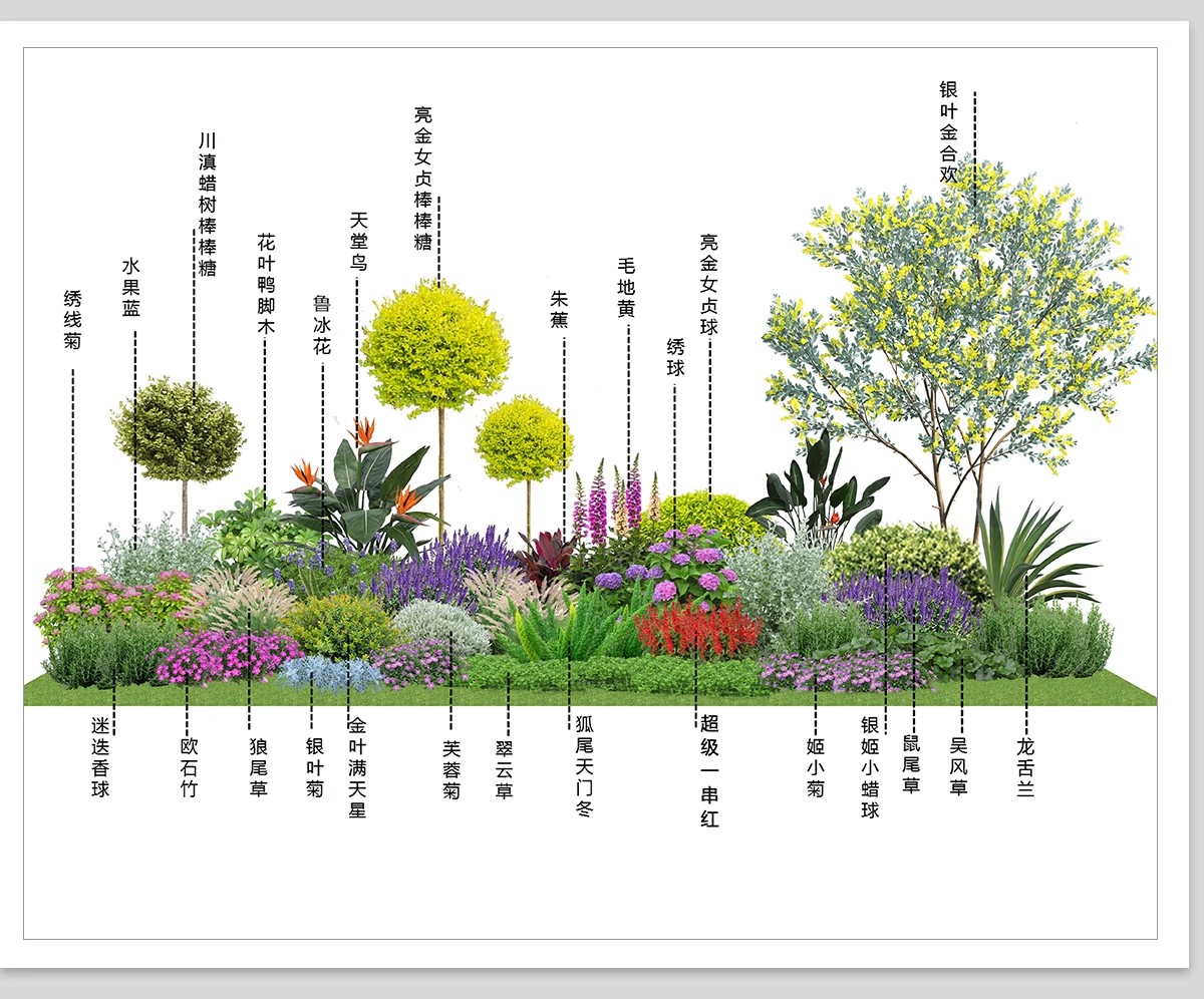 图片[9]-耐阴植物psd免扣园林景观蕨类苔藓矾根苔藓花镜地被ps素材效果图-大怪兽分享