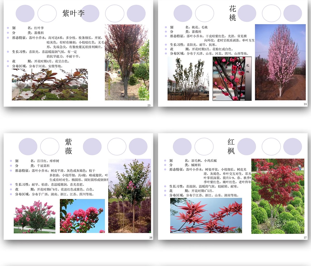 图片[10]-常用园林植物认识介绍乔木灌木地被花卉景观分类应用图片PPT模板-大怪兽分享